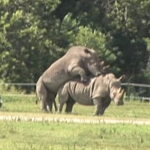 Happy Hump Day! Rhino’s Playing Leap Frog