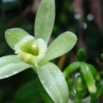 Happy Earth Day … The Atlanta Botanical Garden