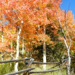 Rare Red quaking Aspens in Colorado by @MamaRitaMary