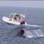 Whale Watching