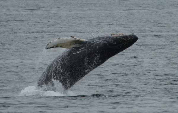 alaskan whale