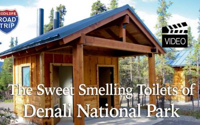 Sweet Smelling Toilets in Denali National Park