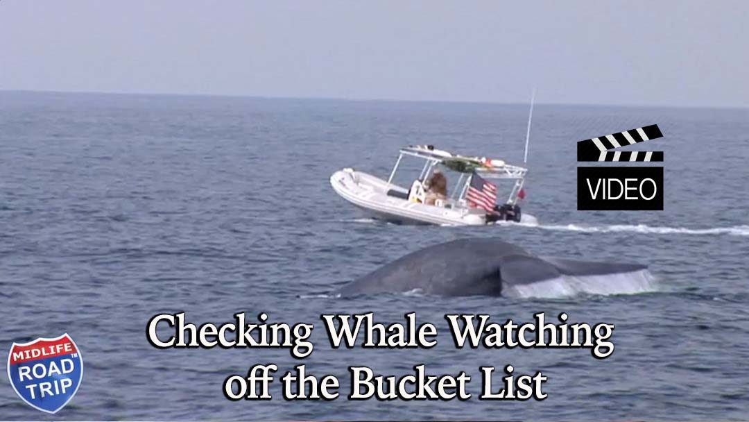 Checking Whale Watching off the Bucket List