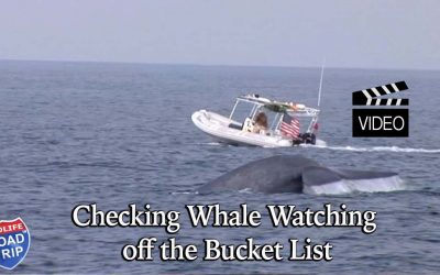 Checking Whale Watching off the Bucket List