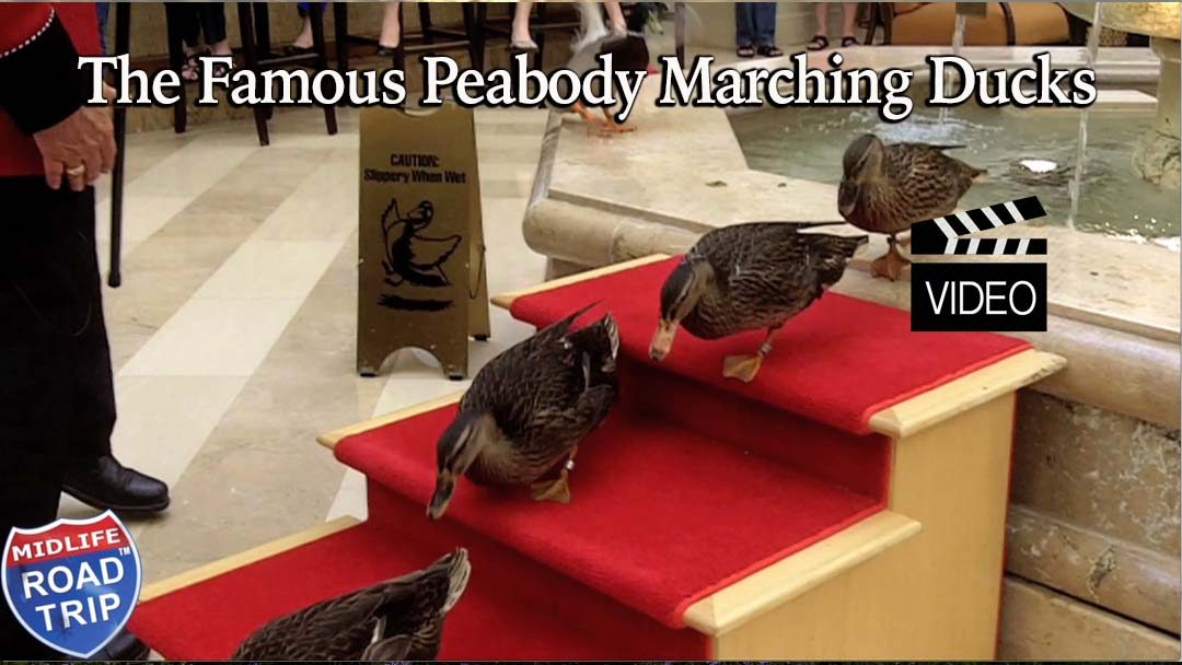 The Famous Marching Peabody Ducks