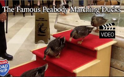 The Famous Marching Peabody Ducks