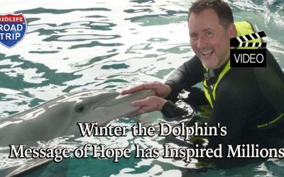 Winter the Dolphin’s Message of Hope has Inspired Millions