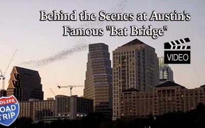 Behind the Scenes at Austin’s Famous “Bat Bridge”