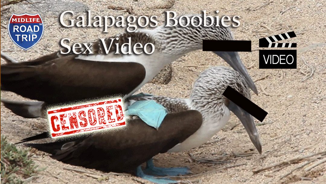 Uncensored: Galapagos Boobies Sex Video
