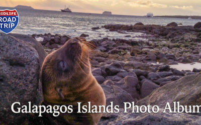 Galapagos Islands Photo Album