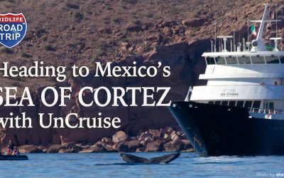 Heading to Mexico’s Sea of Cortez with Uncruise