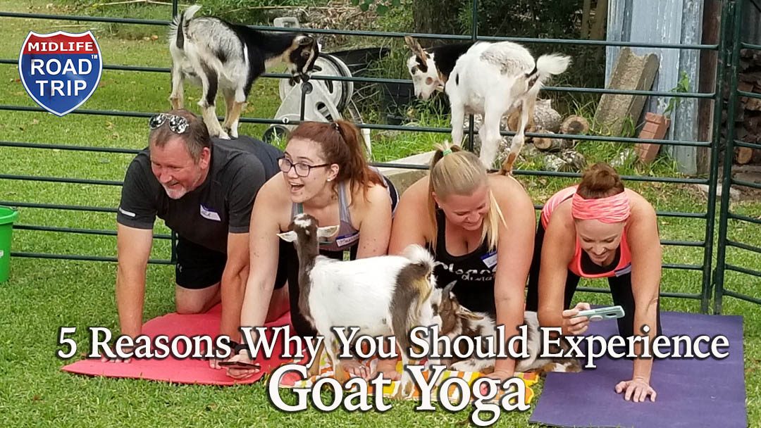 Five Reasons Why You Should Experience Goat Yoga