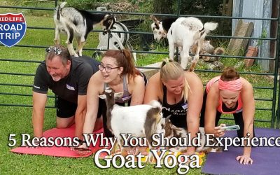 Five Reasons Why You Should Experience Goat Yoga