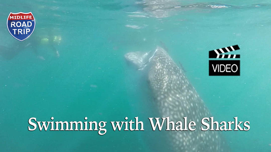 Bucket List Checked! Swimming With Whale Sharks in La Paz, Mexico